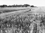 Wheat research plots at Lincoln