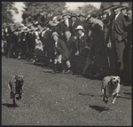 Whippet racing at Holme Station garden fete - Photograph taken by S A Bremford