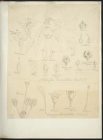[Buchanan, John], 1819-1898 :Melicytus lanceolatus. Hook.fil. Drosera stenopetala. Hook.fil. [ca 1863]