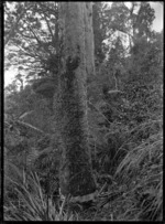 Felling a kauri tree