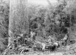 Bullock team and timber workers alongside a Kauri tree