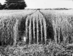 Paddock of wheat at Lincoln