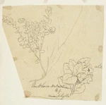 [Buchanan, John], 1819-1898 :Gaulthenia antarctica microphylla. [ca 1863]