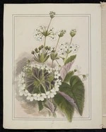 Harris, Emily Cumming 1837?-1925 :Ourisia macrophylla - Mountain primula. [189-?].