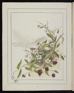 Harris, Emily Cumming 1837?-1925 :Rubus parvus - Mountain bramble. [1890-1896].