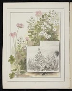 Harris, Emily Cumming, 1837-1925: Veronica macrantha. Geum uniflora. Small trees and flowers on mountain slopes. [1890-1896].