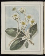 Harris, Emily Cumming 1837?-1925 :Olearia insignis. [1890-1896].