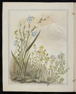 Harris, Emily Cumming 1837?-1925 :Thelymitra. 1. T. uniflora, from the Maungatepu. 2. T. pulchella. 3. Myosotis Monroi. [1890-1896].