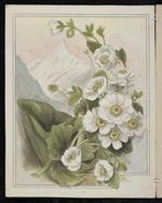 Harris, Emily Cumming 1837?-1925 :Mount Cook lily - Ranunculus Lyallii. [1890-1896].