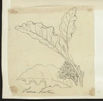 [Buchanan, John], 1819-1898 :Olearia forsterii. [ca 1863]