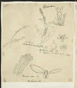 [Buchanan, John], 1819-1898 :Epacrideae. Androstoma empetrifolia. H.f. Auckland Isles & Tongariro, N.Island, N.Z. (Bid). Veronica odora. H.f. Auckland Isles. [ca 1863]