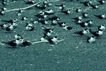 Sooty tern colony