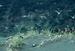 Sooty terns take flight
