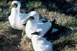 Masked booby family group
