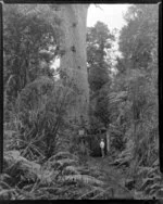 Tane Mahuta, Waipoua Forest, Northland region