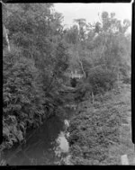 Waipoua Forest, Northland region