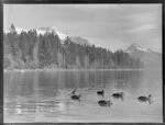 Ducks on Lake Wakatipu, Central Otago