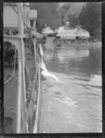 Looking back at Whangamumu whaling station from a boat, Northland