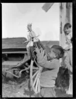 Māori boy carrying coloured maize, Korohe