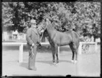 Mr Messenger with a horse, Alexandra Park, Auckland