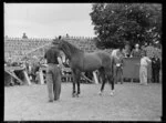 Horse for auction, Alexandra Park, Auckland