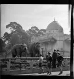 Elephants in their enclosure at Sydney Zoo, New South Wales, Australia