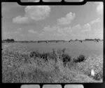 Farm scene, Mangere, Auckland