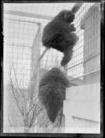 Two sloths climbing up a cage