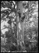 Gum climbers at work, Anawhata