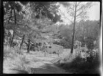 Camping, Red Beach, Rodney District