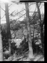 Camping, Red Beach, Rodney District