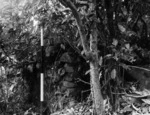 Remains of a fireplace, Kapiti Island