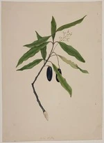 King, Martha 1803?-1897 :Fruit of the tawa. Folio C No. 6. [1842]