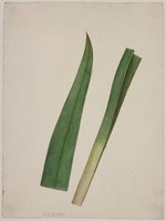 King, Martha 1803?-1897 :[Flax leaf] Folio C No. 2 [1842]