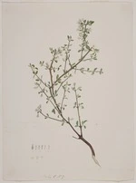 King, Martha, 1803?-1897 :[Olearia] Folio C No. 7. [1842]. This very elegant plant has exactly the perfume of the Hawthorne. 1. Calix. 2. Stamens and petals. 3. Pistil. 4. The three bells which form the flower.