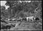 Bullock team, Piha