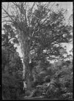 Gum industry workers near Anawhata tapping gum in a Kauri tree