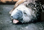[Elephant seal, Campbell Island]