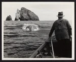 Captain Herbert Cook in foreground standing in boat in pursuit of whale