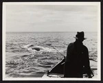 Captain Herbert Cook in foreground standing in boat in pursuit of whale