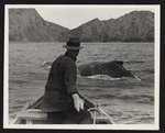 Captain Herbert Cook in foreground standing in boat in pursuit of whale