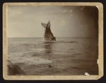 Tail and body of a whale trapped in netting