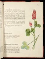 [Wright Stephenson & Company Ltd] :Crimson clover (trifolium incarnatum); Hubam clover; Bokara clover (melilotus officinalis) [1924]