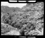 Stream and bush along the road over the Coromandel Ranges