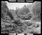 Bush along the road over the Coromandel Ranges