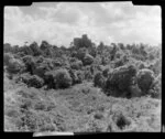 Lime rocks at Hikurangi, Whangarei, Northland