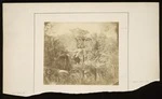 Photographer unknown :[New Zealand bush scene, 1868?]
