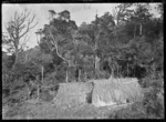 Two gum climbers' whares at Anawhata