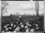 Paddock of pumpkins