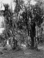 Native trees and scrub in Henderson Valley
